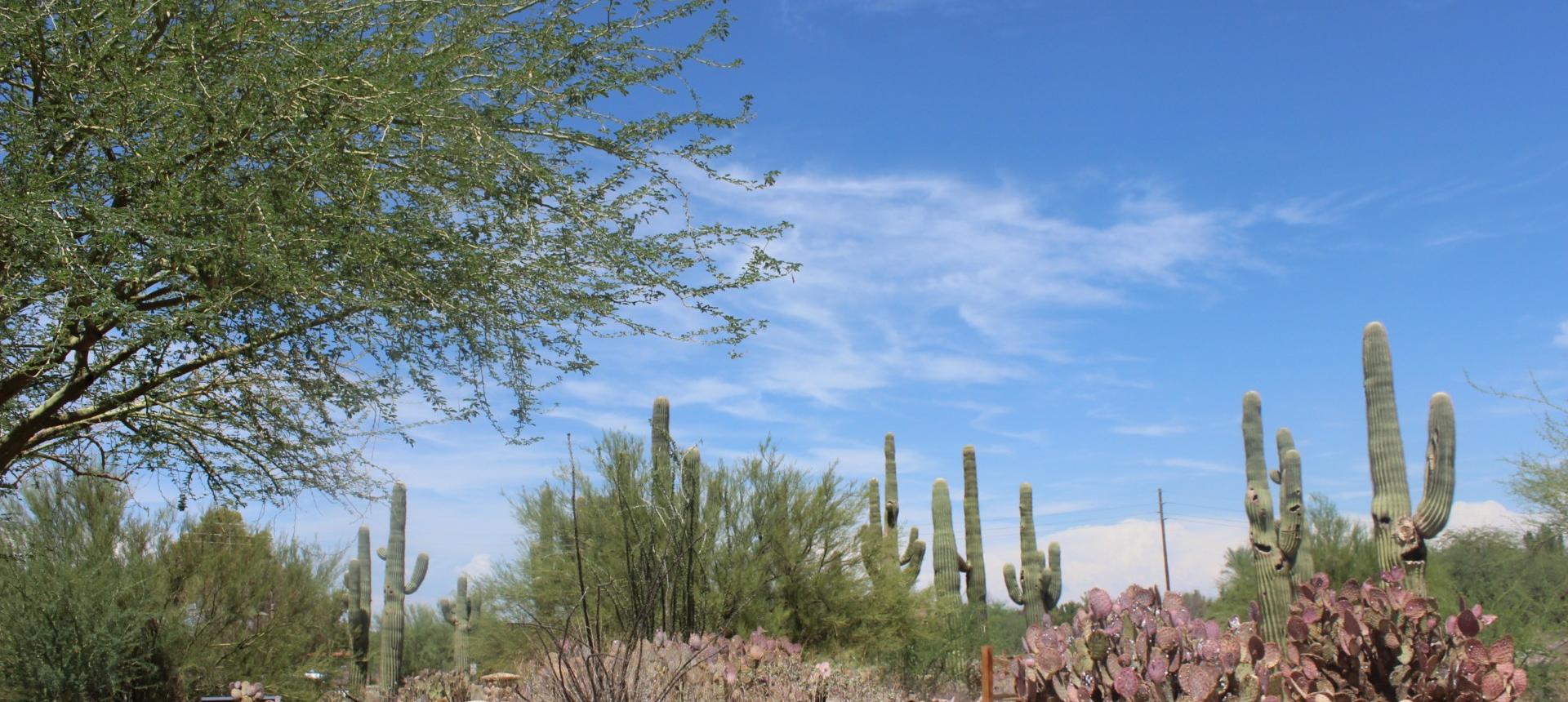 Desert